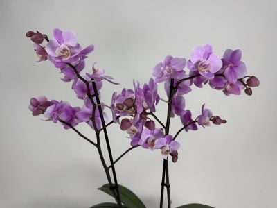 A flowering Phalaenopsis Beaution orchid with two panicles of pale pink to lilac flowers. Many small flowers with yellowish-white accents in the centre on dark stems, along with a few closed buds. Light grey background.